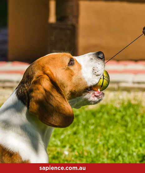 basset hound holding onto a ball on a string